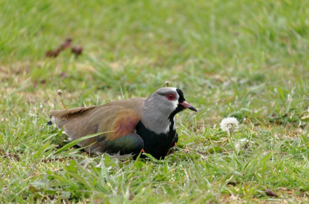 Southern Lapwing guarding its nest