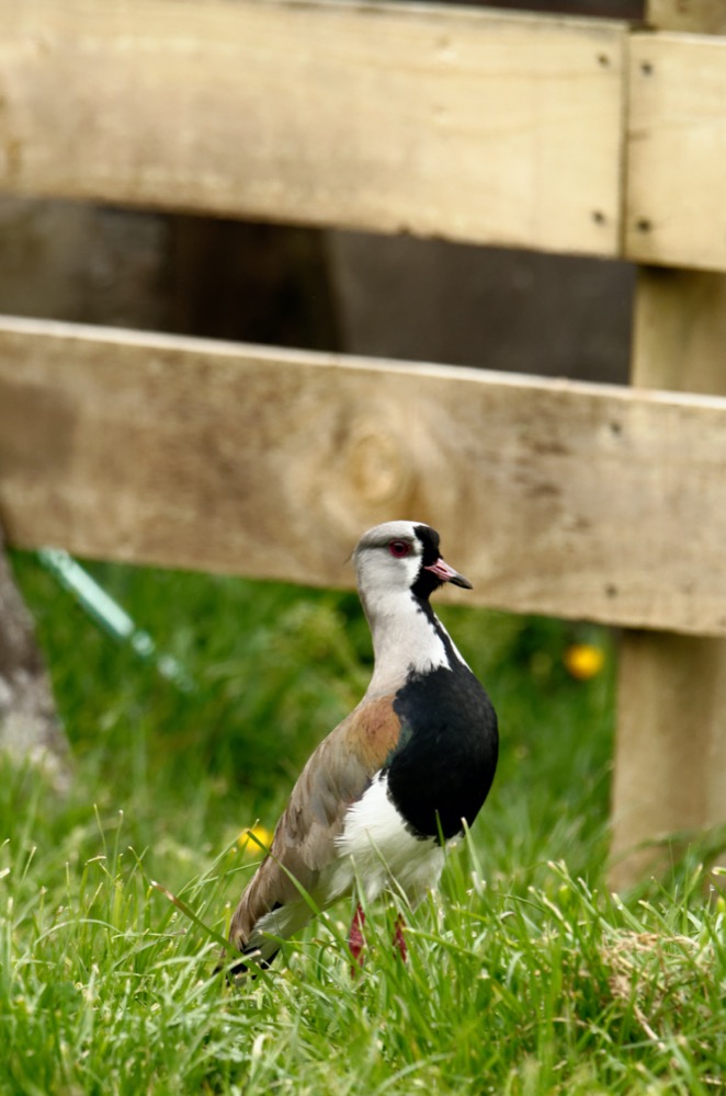 Southern Lapwing