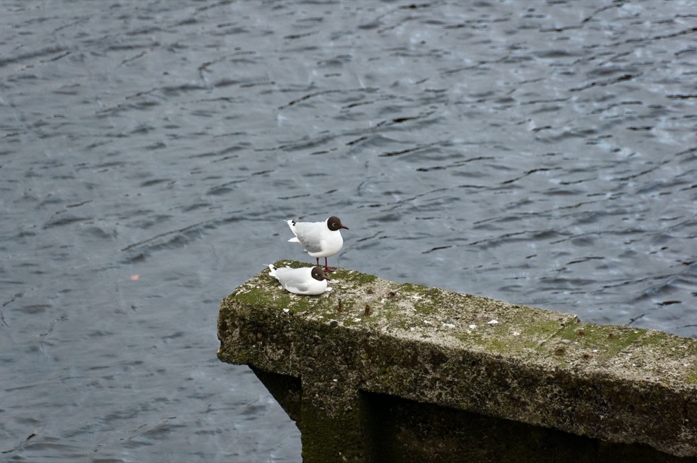 Hanging out with the local wildlife (Sea lions / Brown-hooded gulls / Street dogs)