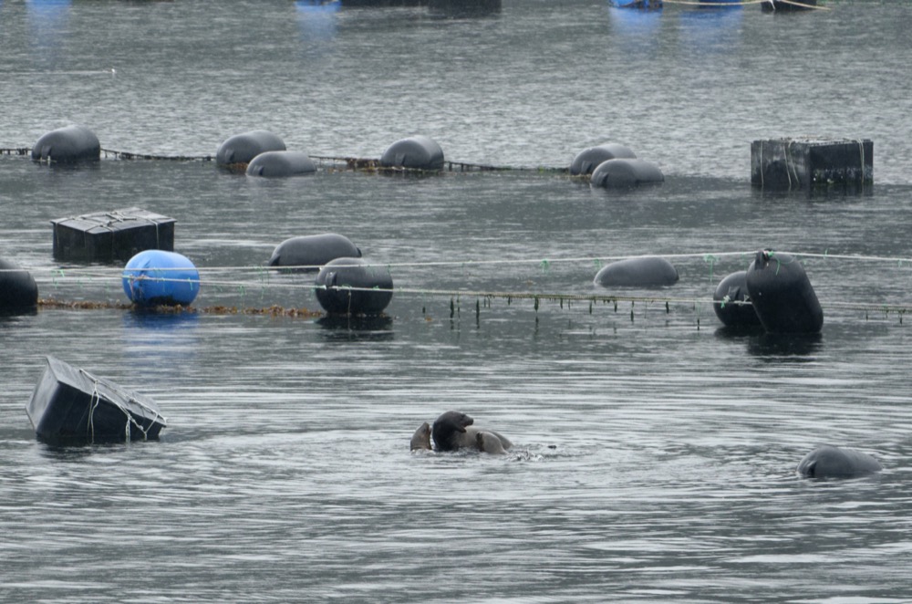 Hanging out with the local wildlife (Sea lions / Brown-hooded gulls / Street dogs)