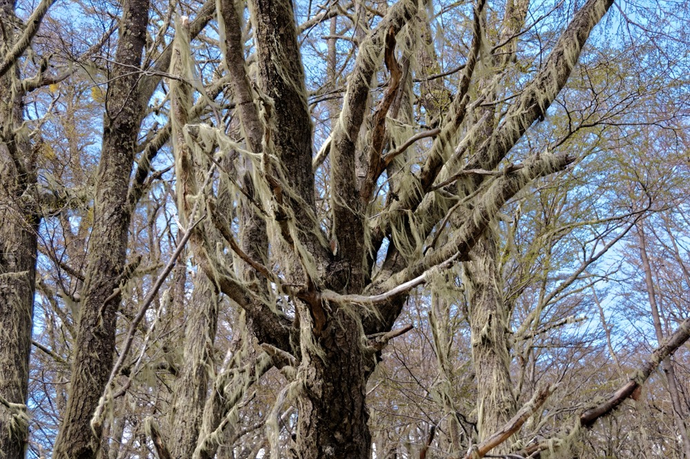 Lichen growing on the trees