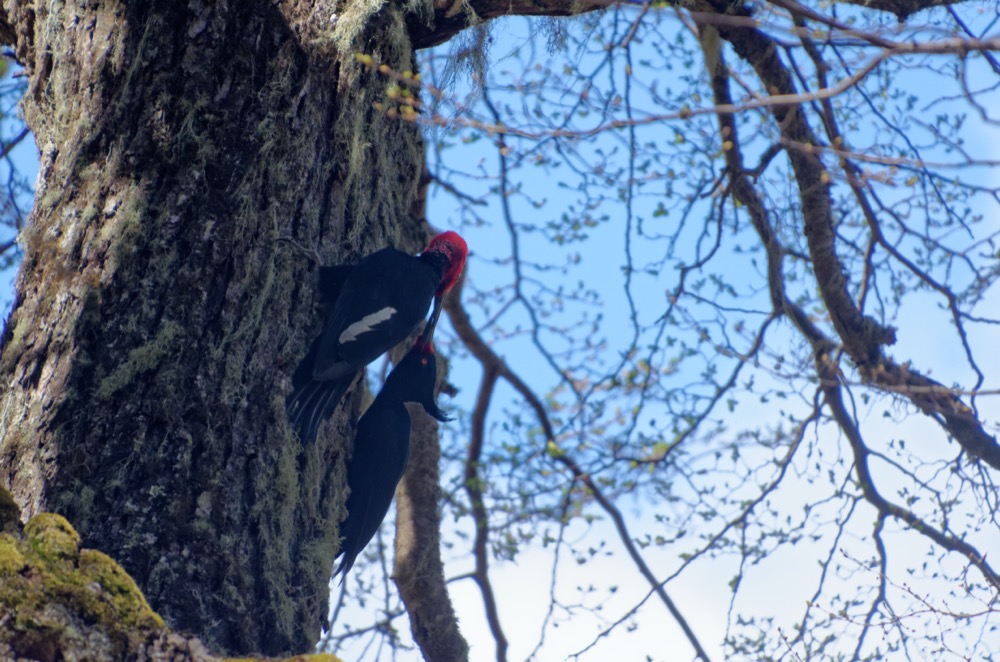 Magellanic Woodpeckers (Male with the red head) hanging out