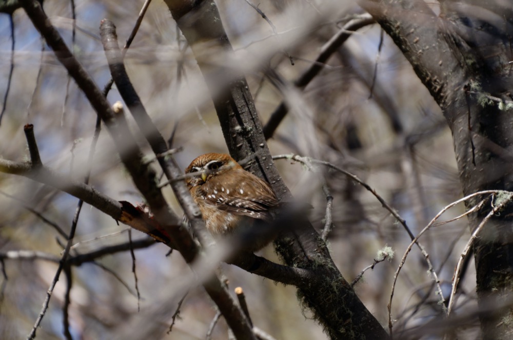 Austral Pigmy Owl on the trail