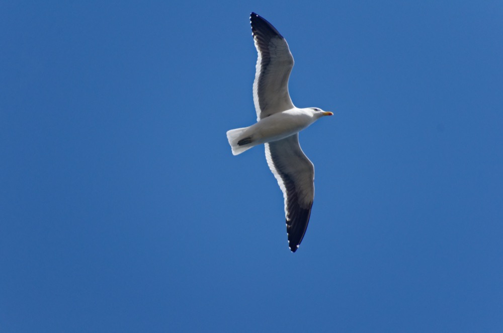 Kelp gull in the fjords