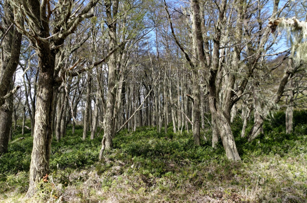 Forest in the Two Lagoons National Park