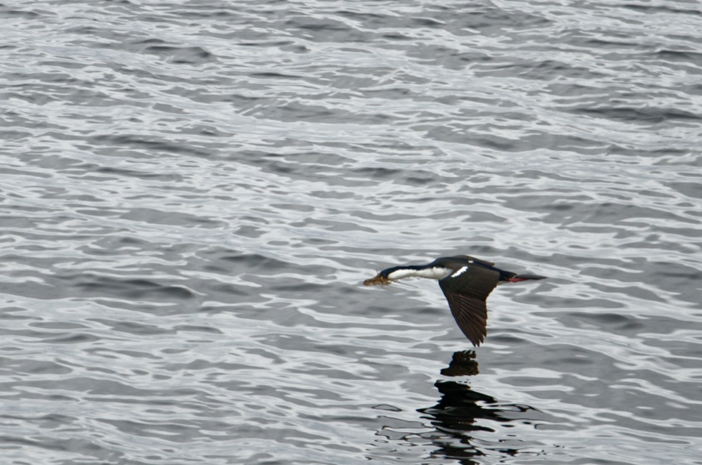 Birds seen from the bridge