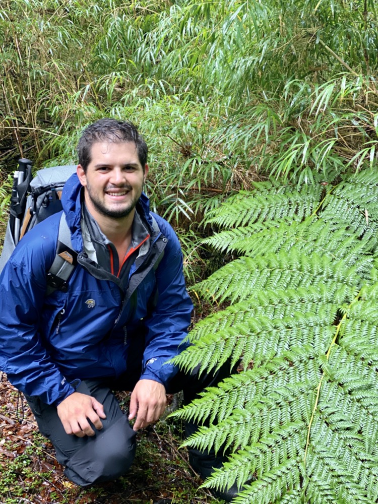 Ferns on the trail