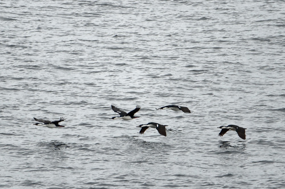 Birds seen from the bridge