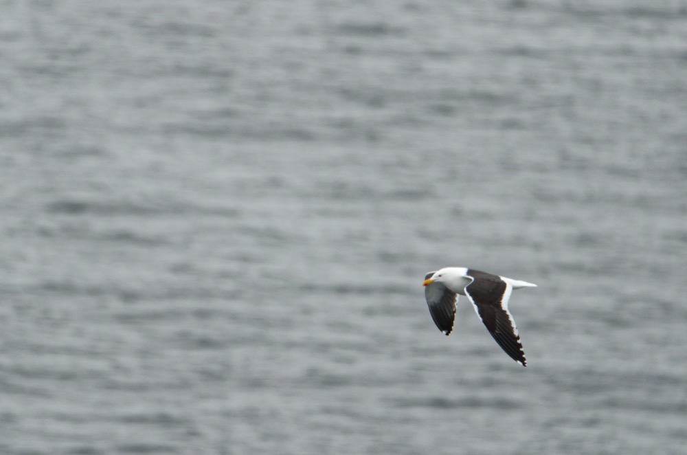 Birds seen from the bridge