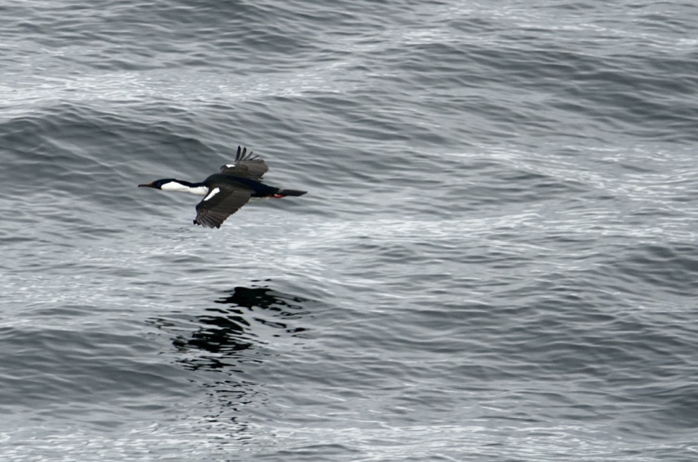 Shag flying by the ship