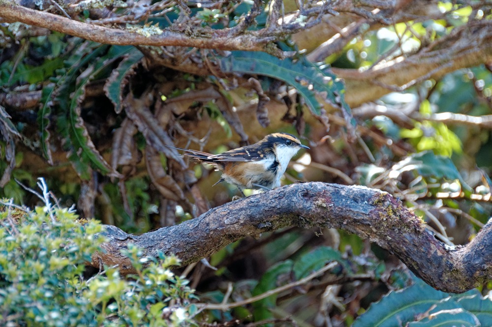 Thorn-tailed Rayadito on Estero Slight