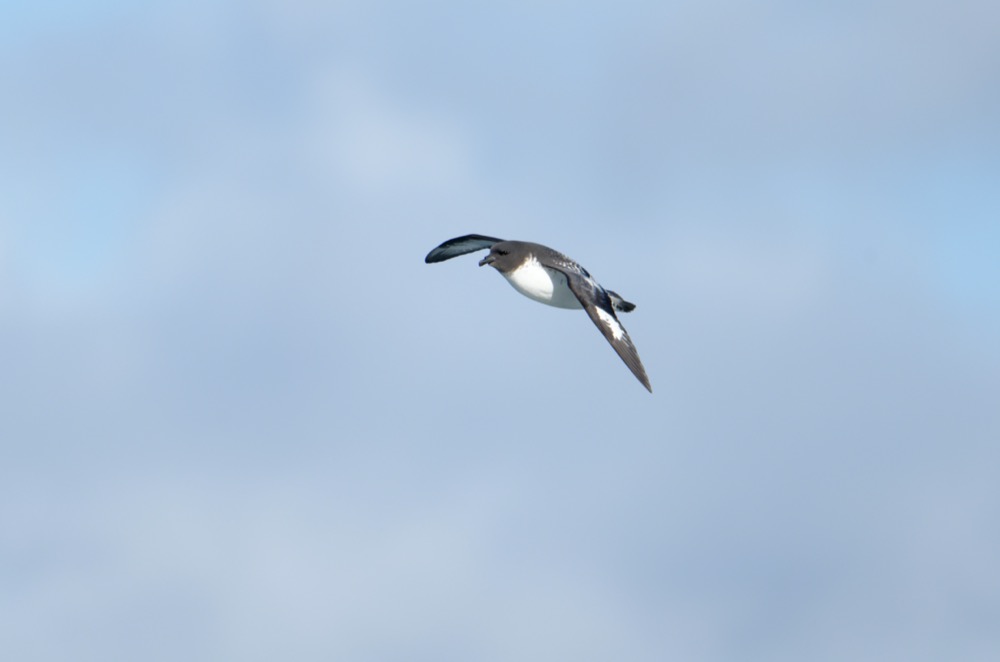 Cape Petrel / Juvenile Southern Giant Petrel / Adult Southern Giant Petrel