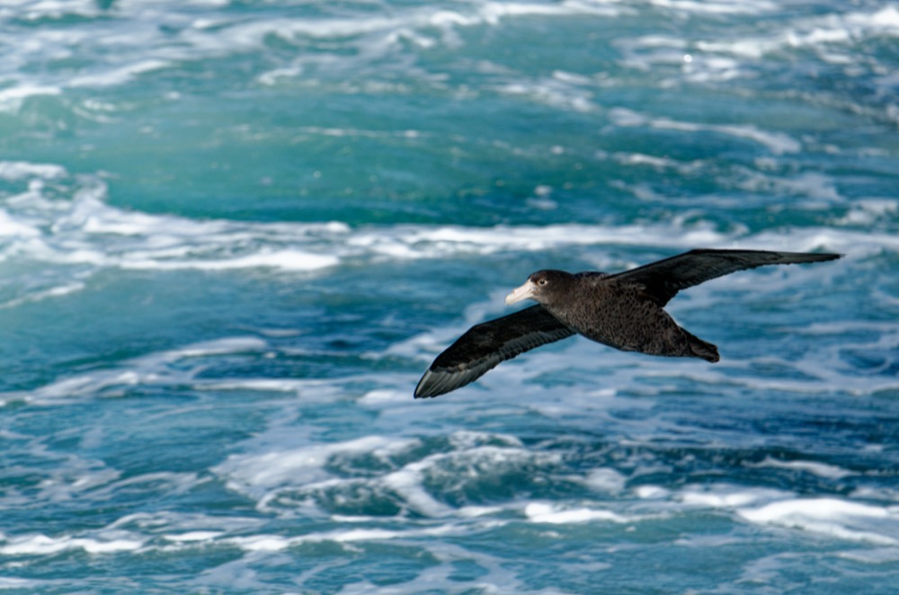 Cape Petrel / Juvenile Southern Giant Petrel / Adult Southern Giant Petrel