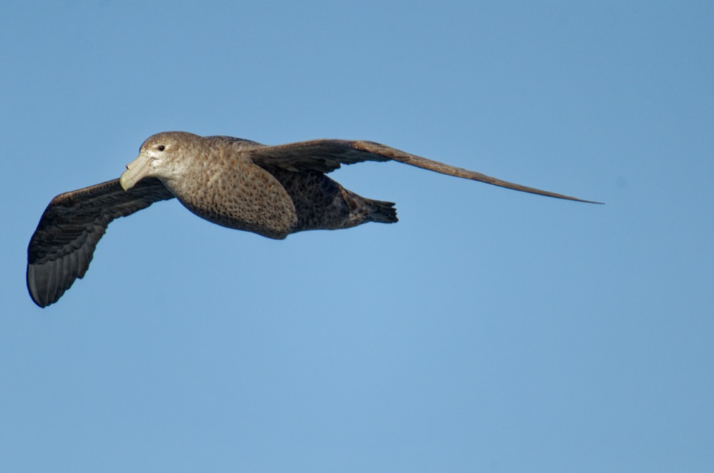 Cape Petrel / Juvenile Southern Giant Petrel / Adult Southern Giant Petrel