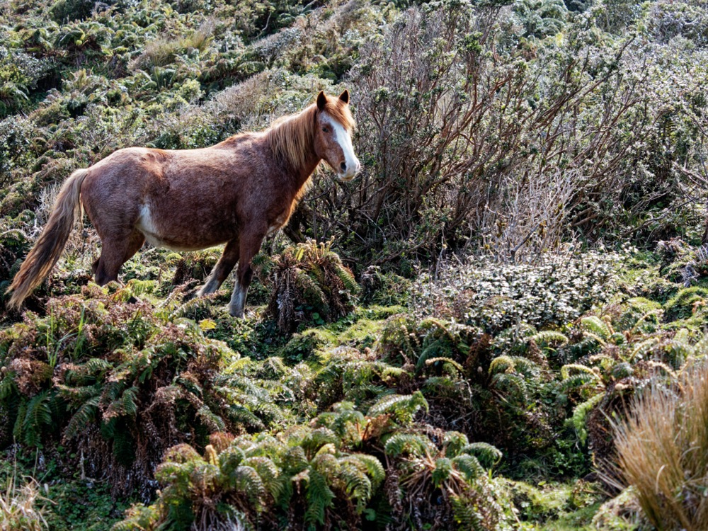 Our hike along the coast of Estero Slight - clear evidence of Obelix