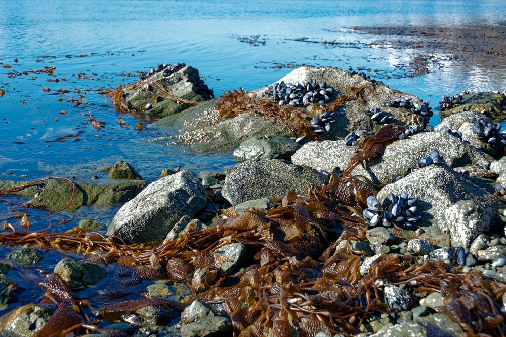 Bonus: Kelp and muscles on the beach (Pierre)