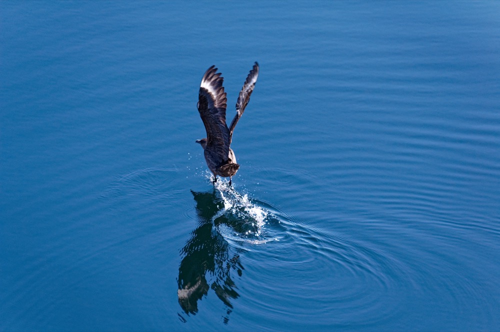 Bonus: Chilean skua taking off - keister shot (Pierre)