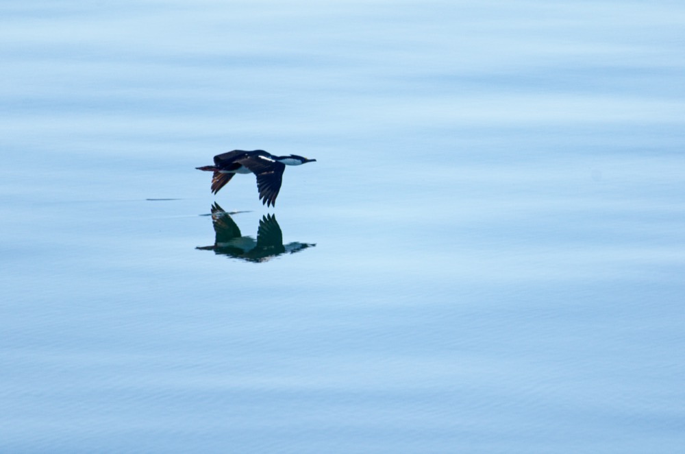 Bonus: Blue-eyed shag over a calm ocean (Adrian)