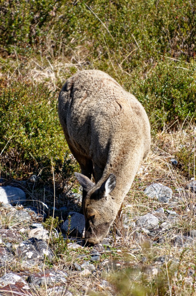 Huemul Andean deer