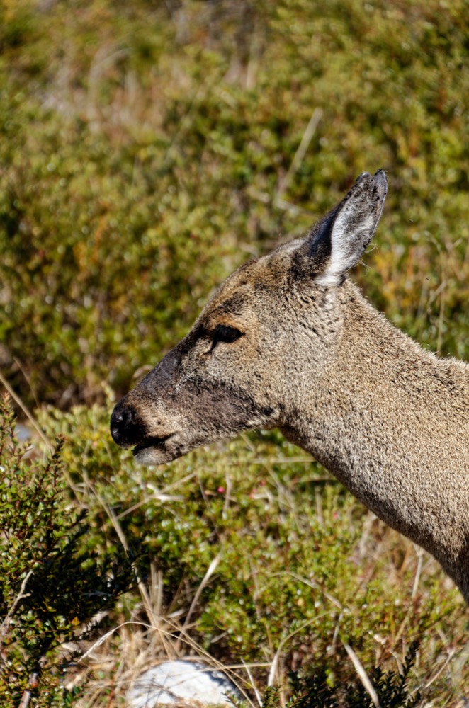 Huemul Andean deer