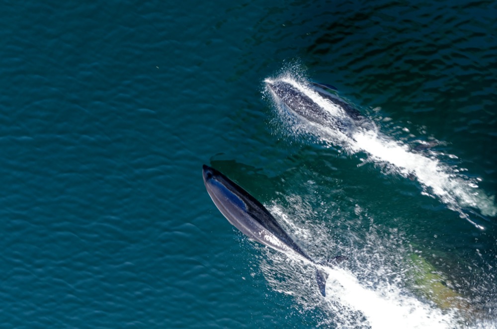 Peale's dolphins off the bow of the Explorer