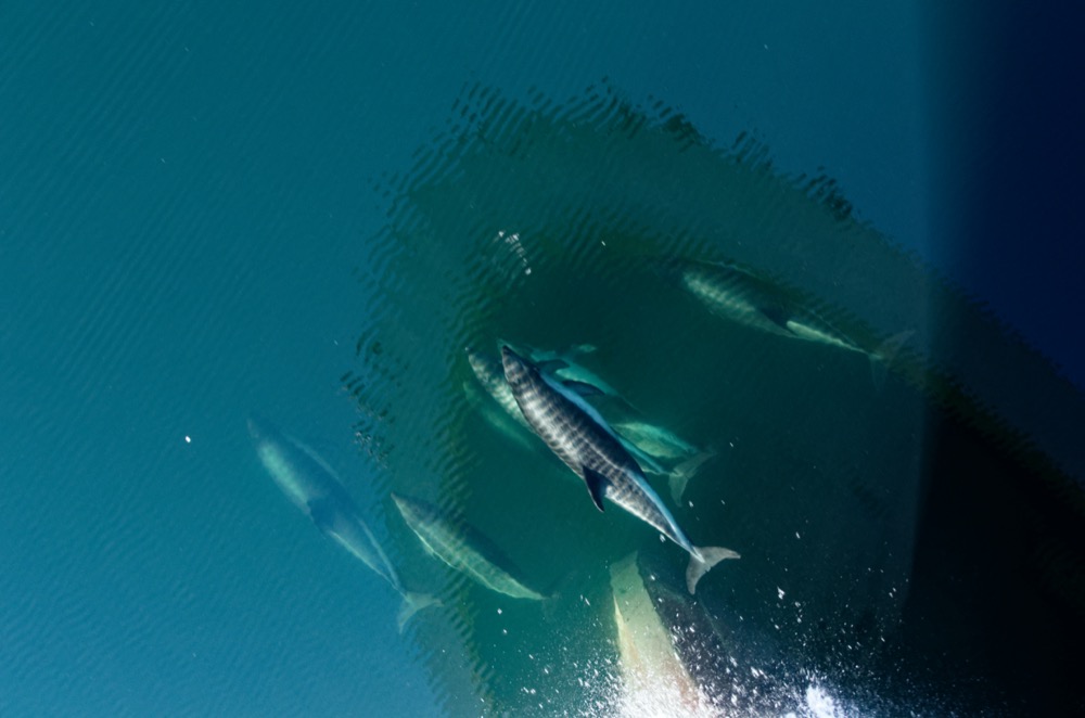 Peale's dolphins off the bow of the Explorer