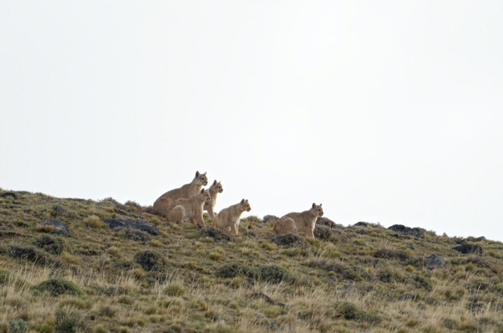 Puma family on the ridge