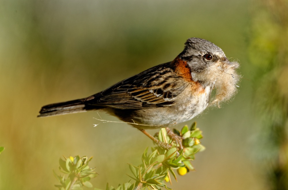 Rufous-collared sparrow - annoyed at us because he was making his nest and we were in the way