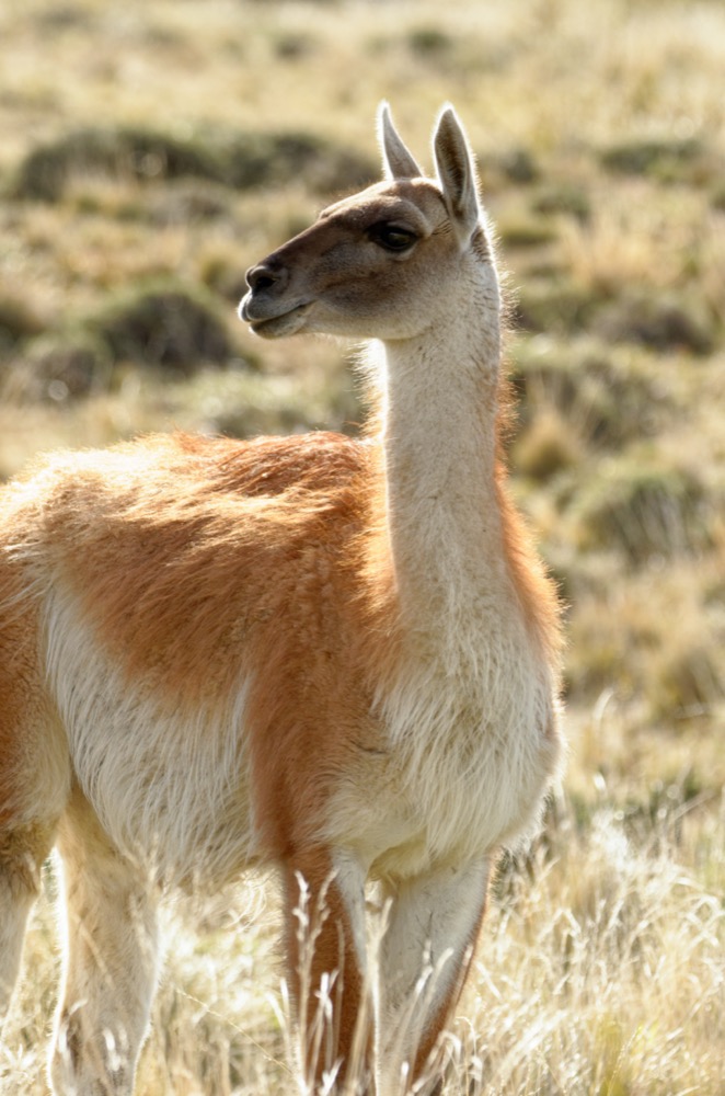 Guanacos posing for the camera