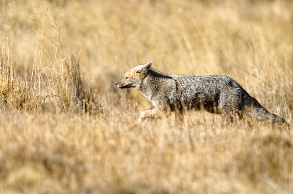 Patagonian grey fox