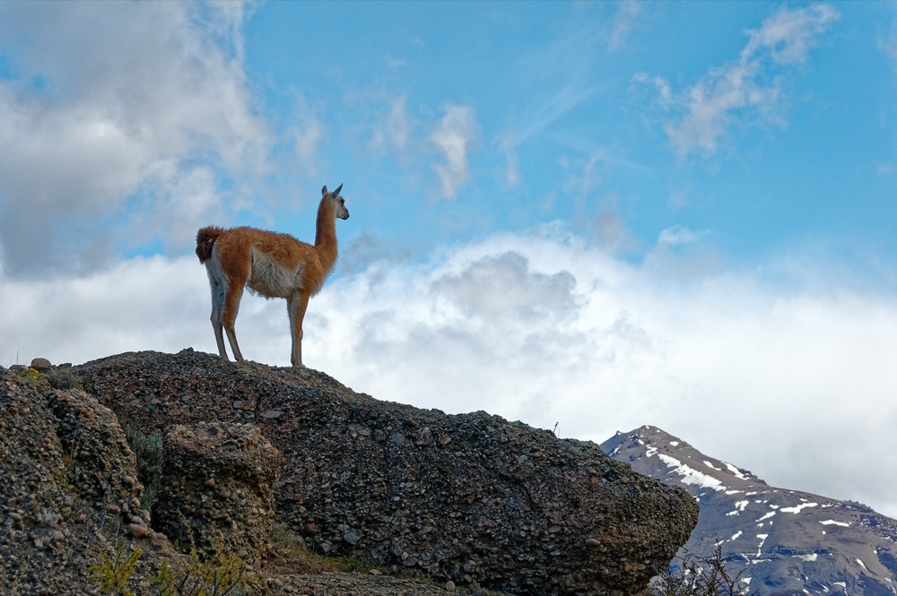 Regal guanaco