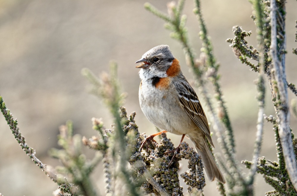 Rufous-collared sparrow - loved singing to us along the path