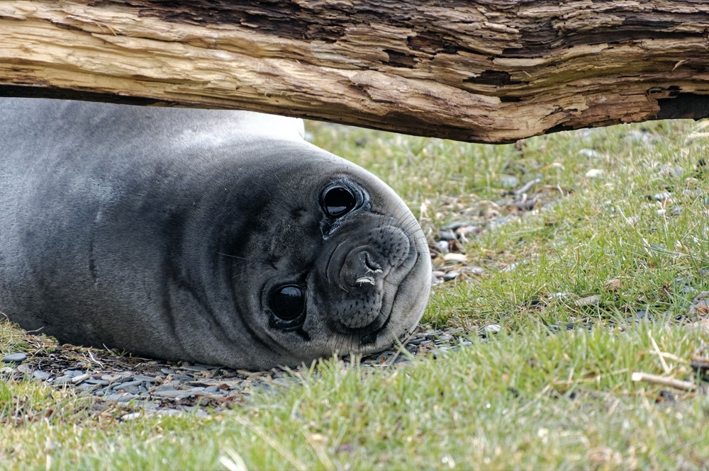 Just the cutest baby elephant seal