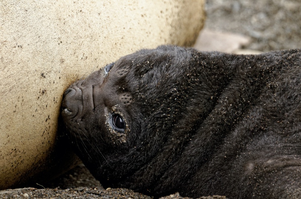 Elephant seal nursing