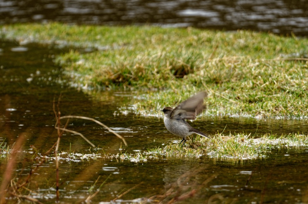 Bonus: Fire-eyed Diucon (contribution to the eBird Big Day!) / Dark-faced Ground-Tyrant / Ringed Kingfisher