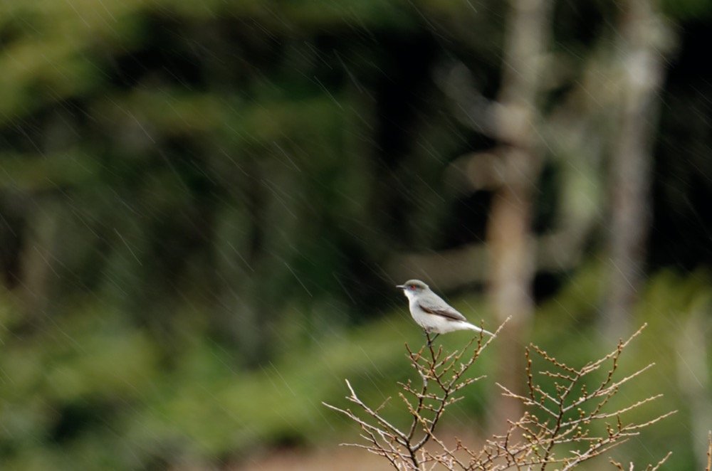 Bonus: Fire-eyed Diucon (contribution to the eBird Big Day!) / Dark-faced Ground-Tyrant / Ringed Kingfisher