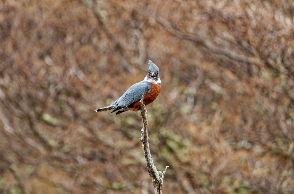 Bonus: Fire-eyed Diucon (contribution to the eBird Big Day!) / Dark-faced Ground-Tyrant / Ringed Kingfisher