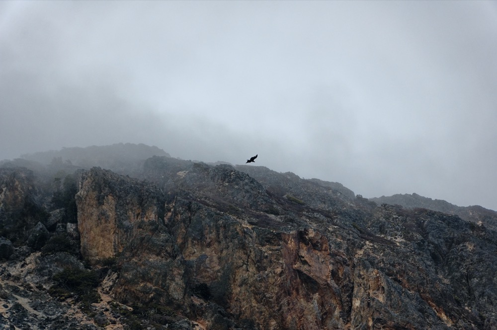 Condor flying over the fjords