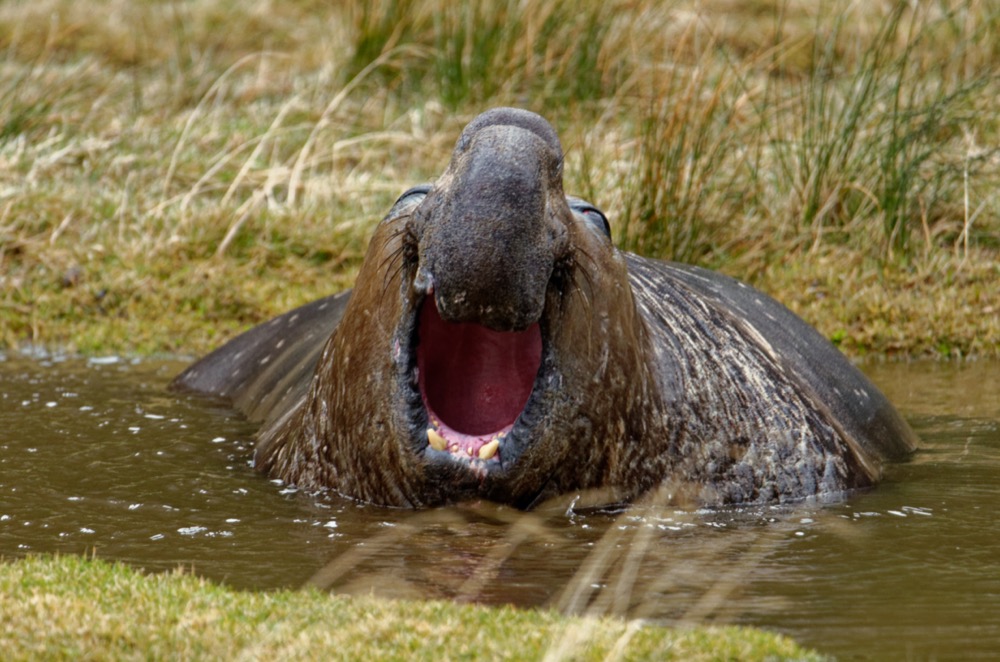 Adult male elephant seal