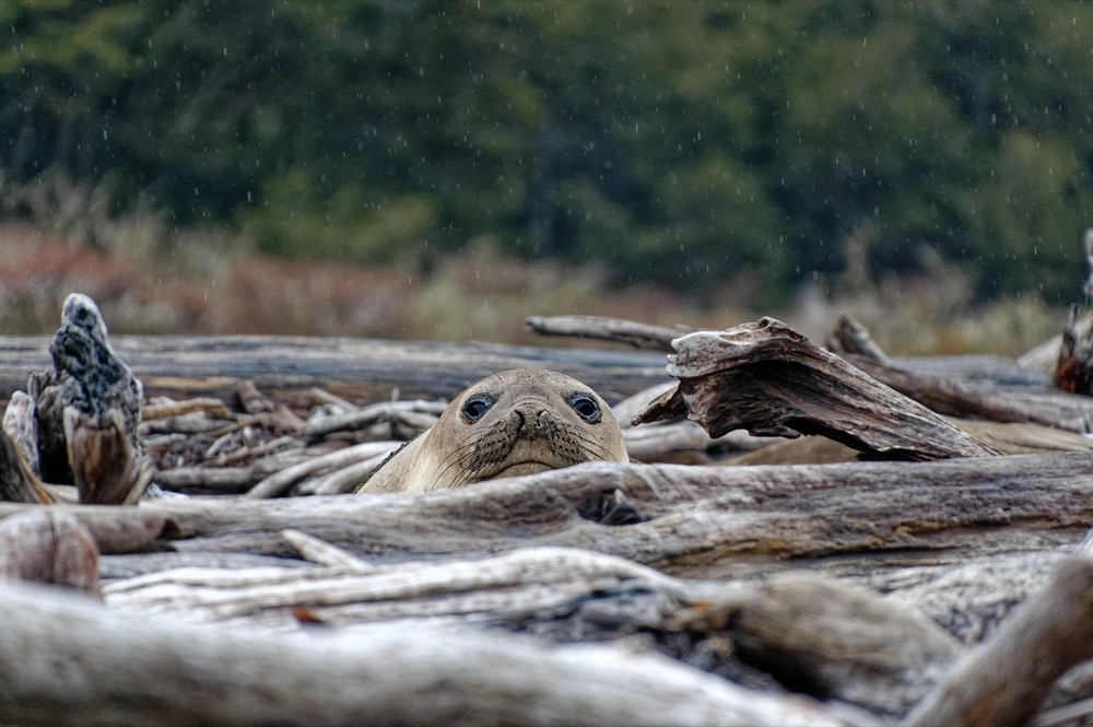 Young elephant seal