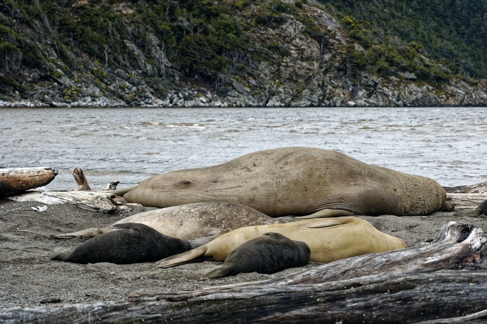 Elephant seal 'harem'