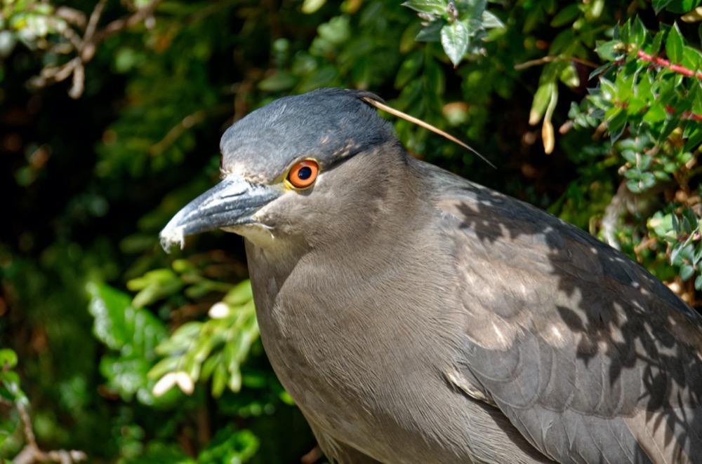 Black-crowned Night-Heron