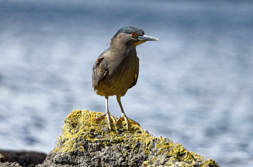 Black-crowned Night-Heron