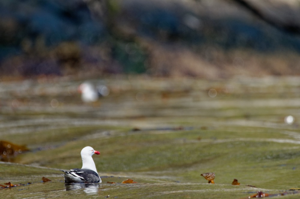 Dolphin Gull