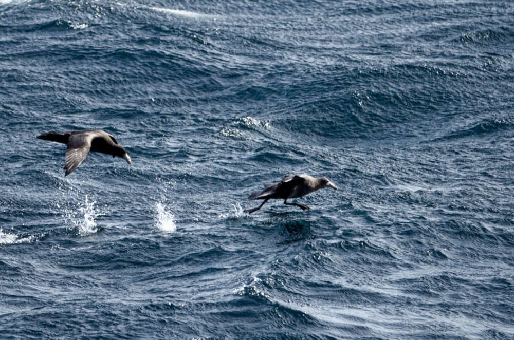 Giant Petrel