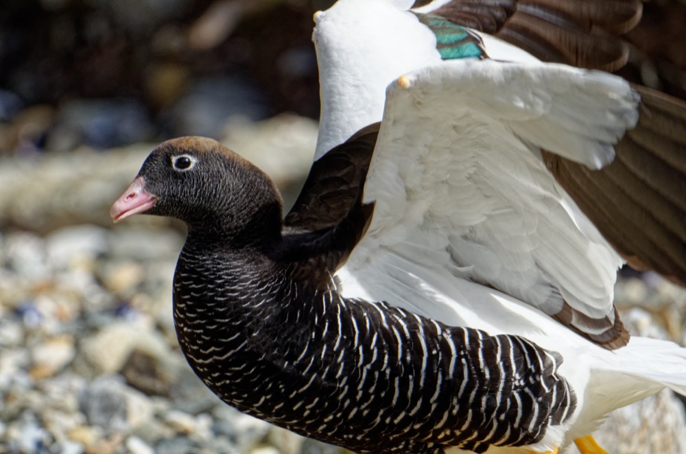 Kelp Goose