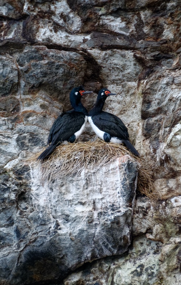 Rock Cormorant