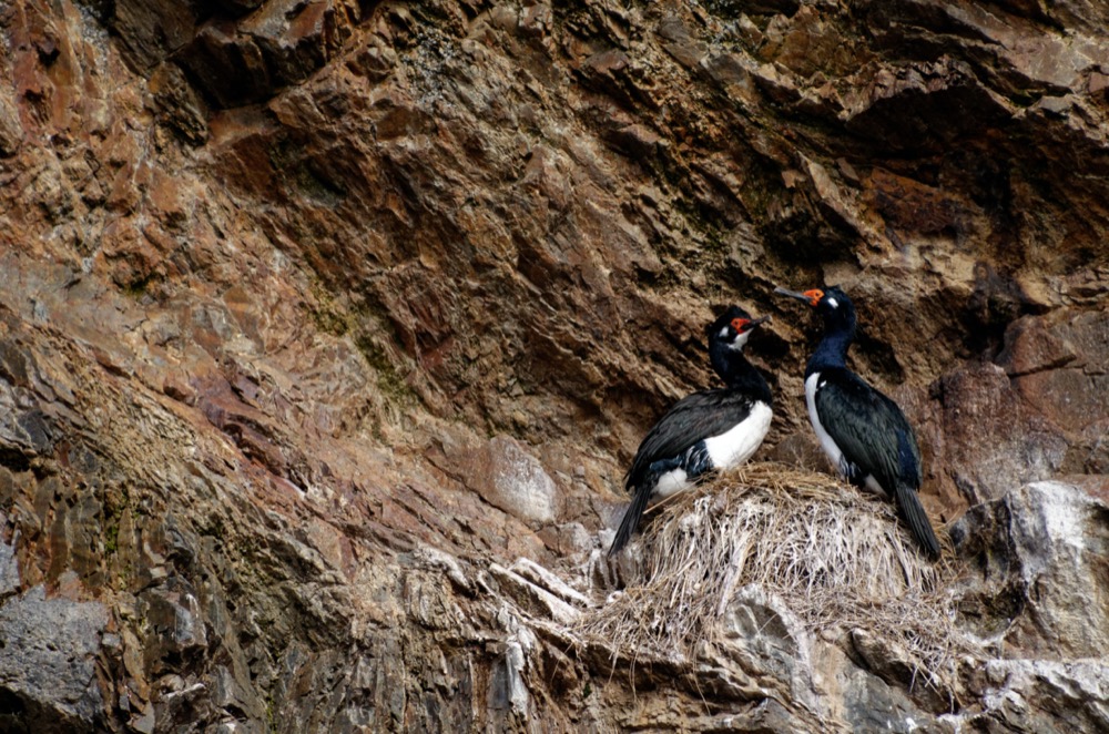 Rock Cormorant