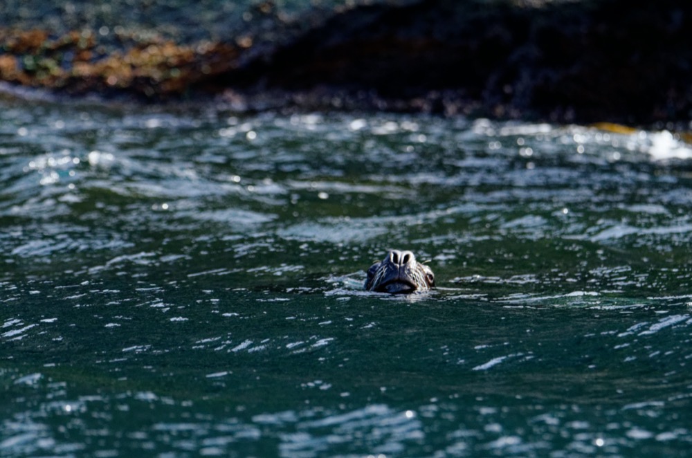 Bonus: A sea lion in the water