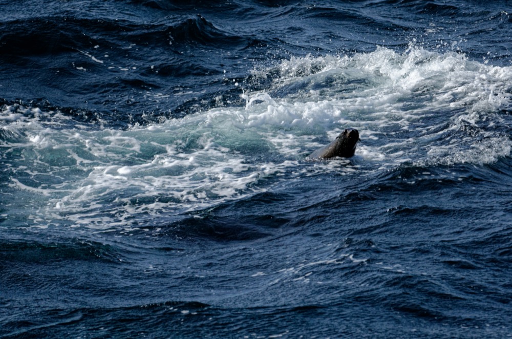 The seal before he knew it was lunch